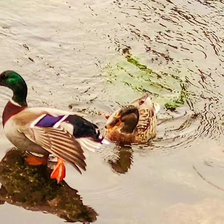 Ferienhaus River House - Casas Do Rio Tora Arcos de Valdevez