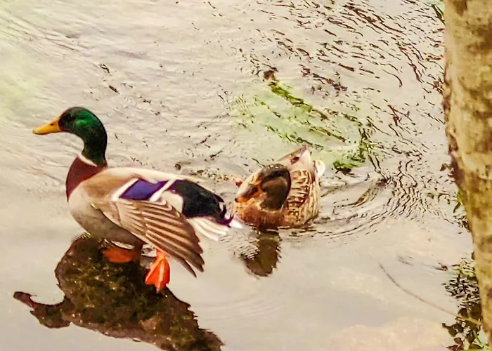 Semesterbostad River House - Casas Do Rio Tora Arcos de Valdevez